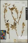 Foto von Salix alba L. x Salix fragilis L.